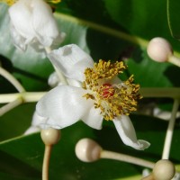 Calophyllum inophyllum L.